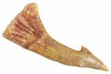 Fossil Sawfish (Onchopristis) Rostral Barb - Morocco #356441-1